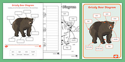 thumbnail of t-tp-1707903705-grizzly-bear-diagram-pack_ver_2.jpg