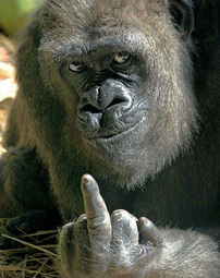 thumbnail of gorilla-middle-finger-bob-pitchford-bristol-zoo-1.jpg