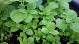 thumbnail of hgic_herb_marjoram_1600.jpg