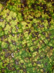 thumbnail of mite infested tree leaf 3.jpg