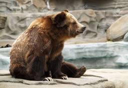 thumbnail of 949531-a-grizzly-bear-sitting-on-a-rock-formation-at-the-zoo.jpg