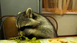 thumbnail of Raccoon eats grapes with his little hands [jyCmnvBbm8Q].webm