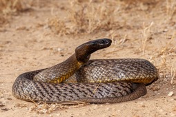 thumbnail of Inland-Taipan-1200x800.jpg