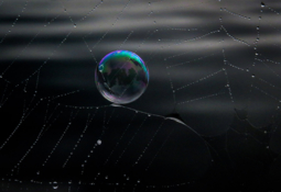 thumbnail of bubble-and-spider-web.jpg