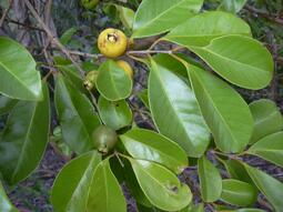 thumbnail of guava.jpg