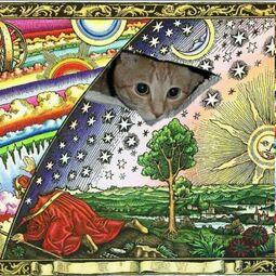 thumbnail of cat rainbow veil.jpg