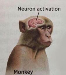 thumbnail of Neuron activation.jpg