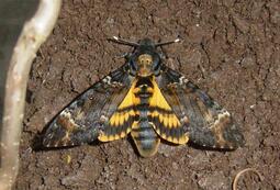 thumbnail of Acherontia_atropos,_emerged_DH_060_06_12_27-02_cr.jpg