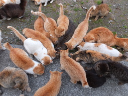 thumbnail of Cats_in_aoshima_island_2.JPG