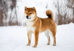 thumbnail of shiba-inu-dog-in-the-snow.jpg