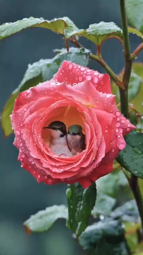 thumbnail of post-61ba90cbde07d1e7399dade0f00a67e0.mp4