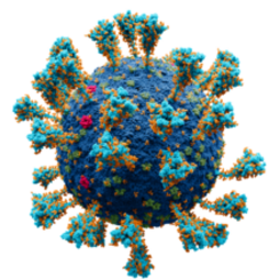 thumbnail of Coronavirus._SARS-CoV-2.png