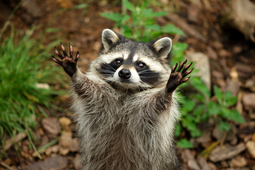thumbnail of raccoon.jpg