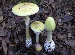 thumbnail of deadly mushrooms1493952098.jpg