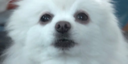 thumbnail of dog stare.jpg