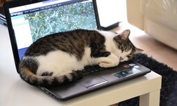 thumbnail of cat-sleeps-on-laptop.jpg