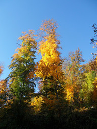 thumbnail of autumn-yellow02s.JPG