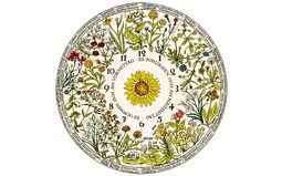 thumbnail of An-hourglass-of-scents-FRONT-PIC-LHorloge-Végétale-de-Car-von-Linné.jpg
