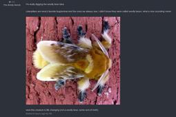 thumbnail of tb likes wooly bears.jpg