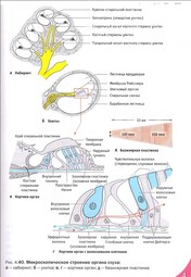 thumbnail of Микроскопическое строение органа слуха.jpg