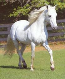 thumbnail of whitehorse.png