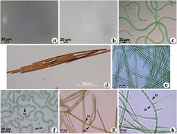 thumbnail of Morphological_variation_within_cyanobacterial_genera.jpg