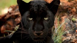 thumbnail of black-panther.jpg