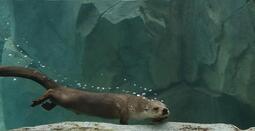 thumbnail of otter.jpg