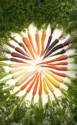 thumbnail of Carrots_of_many_colors.jpg