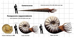 thumbnail of 24thscaleCamerocerasandParapuzosia.jpg