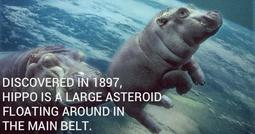 thumbnail of hippo-fb_1446105415.jpg