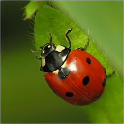 thumbnail of Screenshot_2019-09-17 Coccinellidae - Wikipedia.png