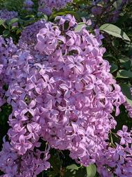thumbnail of Syringa vulgaris.jpg