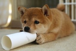 thumbnail of shiba pup pvc pipe.jpg