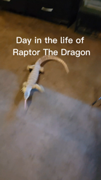 thumbnail of 7181261994815737131 This is what a reptile dog does in an average day. #monitorlizard #reptiles #lizard #komodo #dragon #reptiles #gecko #dog #cat #dayinthelife #raptor .mp4