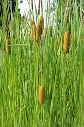 thumbnail of 479px-Typha_lugdunensis_kz1.jpg