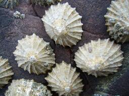 thumbnail of Common_limpets.jpg