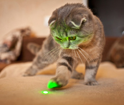 thumbnail of cat-playing-with-laser-pointer-thinkstockphotos-501833335.jpg