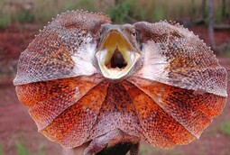 thumbnail of Frilled-lizard500.jpg