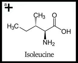 thumbnail of isoleucine-351861.jpg