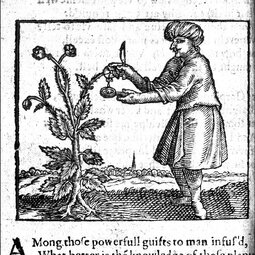 thumbnail of A-method-of-extracting-the-juice-from-the-opium-poppy.jpg