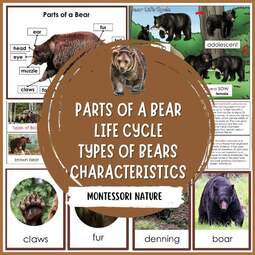 thumbnail of Bear-life-cycle-parts-of-a-bear-types-of-bears-montessori-nature-printables.jpg