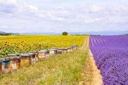 thumbnail of 40779777-bee-hives-on-lavender-and-sunflower-fields-near-valensole-provence-with-a-lot-of-bees-france-famous-.jpg