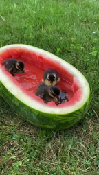 thumbnail of melonducks.mp4