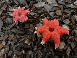 thumbnail of Stinkhorn_Springbrook.jpg