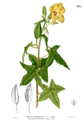 thumbnail of 1280px-Abelmoschus_moschatus_Blanco2.245.png