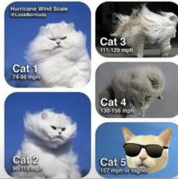 thumbnail of cat 5.png