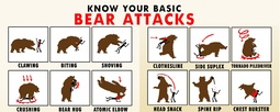 thumbnail of bear-attacks.jpg