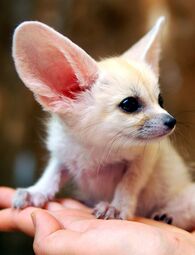 thumbnail of b739cb4b635bc930b297b41060a059c0--baby-foxes-wild-animals.jpg