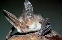 thumbnail of Brown-Long-Eared-Bat.jpg